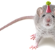 A mouse feeling ready to party, presumably because it has been dosed with MDMA.